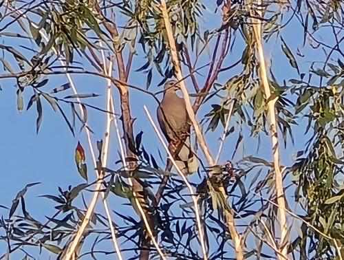 European Turtle-Dove