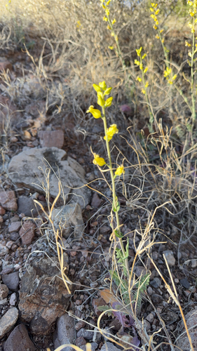 lyreleaf jewelflower
