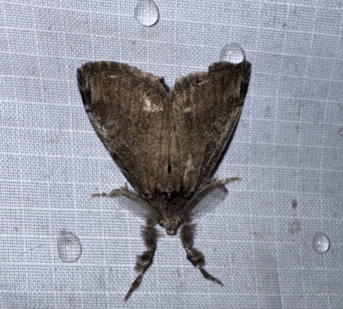 White-marked Tussock Moth