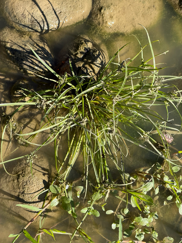 Brown Flatsedge