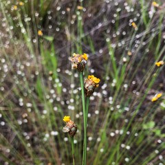 Xyris stenotera