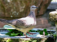 Streptopelia chinensis