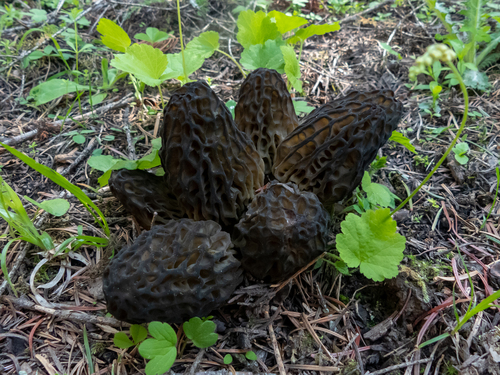 Natural Black Morel