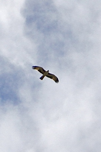 Little Eagle