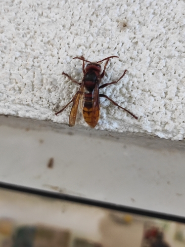 European Hornet