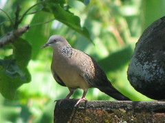 Streptopelia chinensis