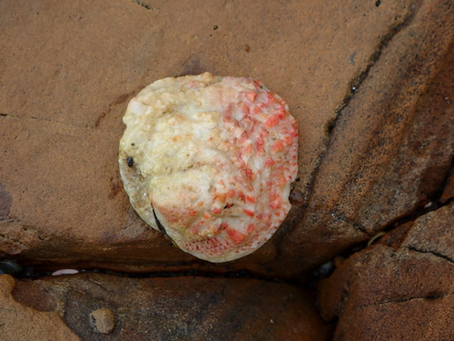 Chama asperella observed 2026-09-08