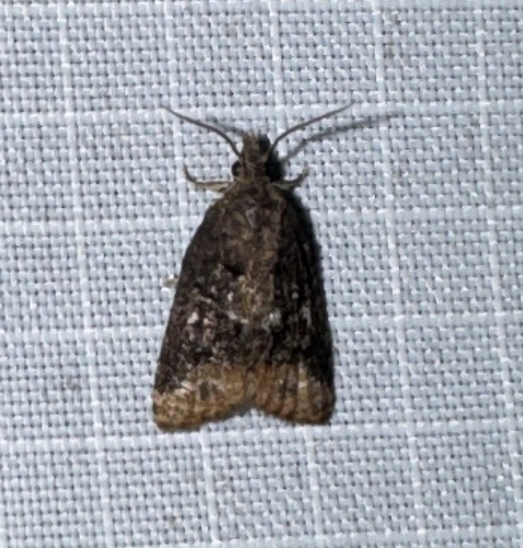 Singed Platynota