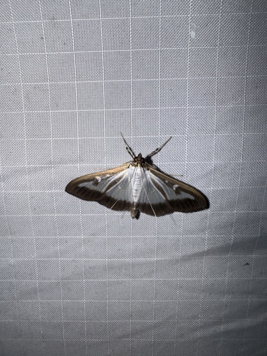 Box Tree Moth