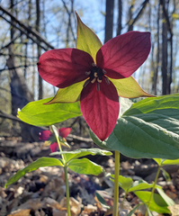 Trillium erectum