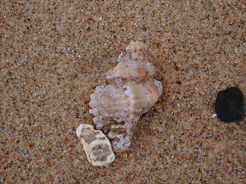 Chicoreus denudatus, 2026-09-08