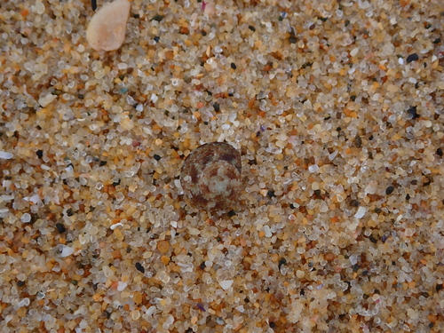 Eurytrochus strangei observed 2026-09-08