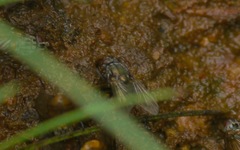 Eudasyphora cyanella