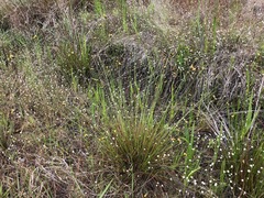 Xyris stenotera