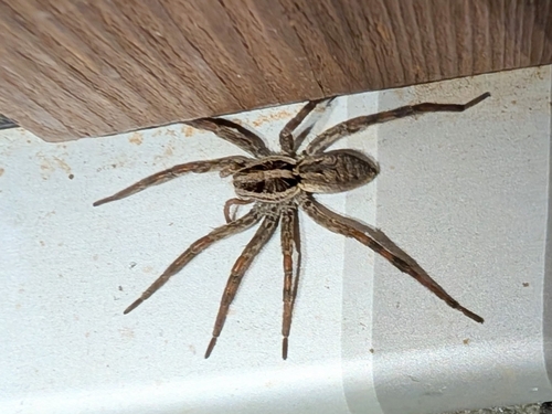 Radiated Wolf Spider