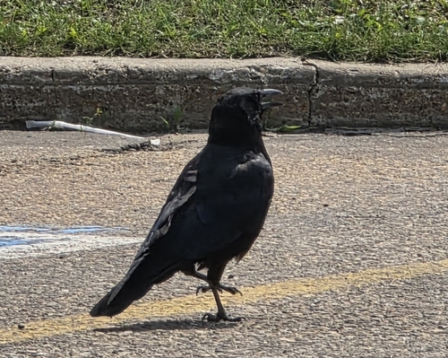 American Crow