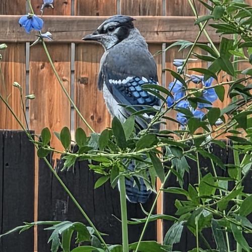 Blue Jay