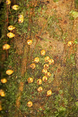 Apodanthes caseariae