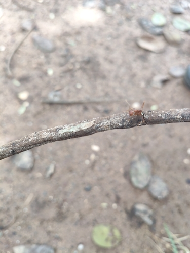 Asian Weaver Ant