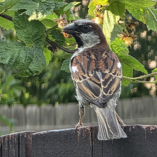 House Sparrow