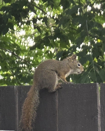 American Red Squirrel