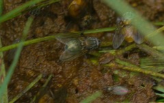 Eudasyphora cyanella