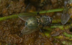 Eudasyphora cyanella