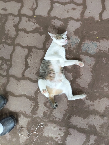 Domestic Cat