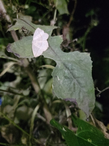 Confused Eusarca Moth
