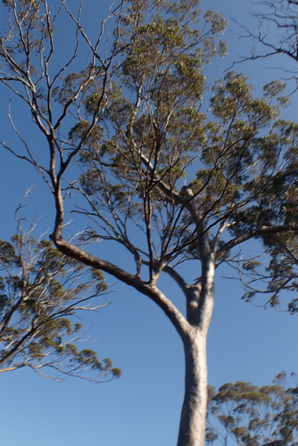 Eucalyptus salmonophloia, photograph 2