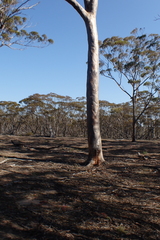Eucalyptus salmonophloia