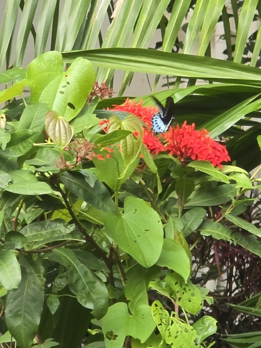 Indian Blue Mormon