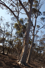 (c) Em Lamond, some rights reserved (CC BY) Eucalyptus salmonophloia, photograph (c) Em Lamond, some rights reserved (CC BY)