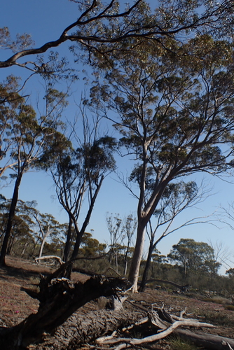 Eucalyptus salmonophloia, photograph 4