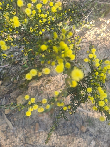 Kangaroo thorn