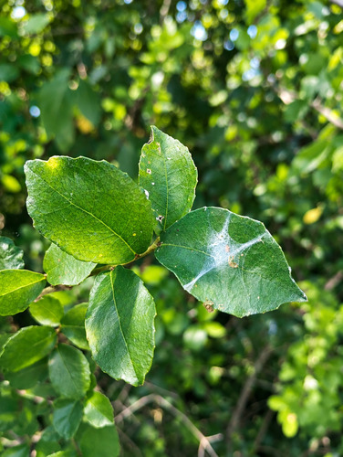 Siamese rough bush