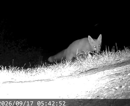 Red Fox
