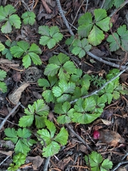 Rubus pedatus, photograph (c) Nick T., some rights reserved (CC BY-SA)