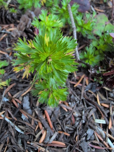 Luetkea pectinata
