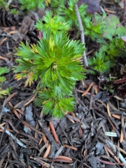 Luetkea pectinata