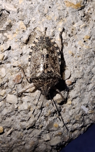 Mottled Stink Bug
