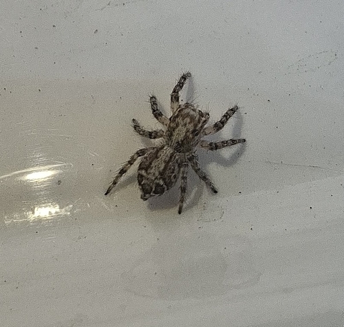 Evarcha insularis