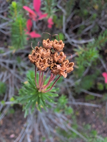 Phyllodoce empetriformis