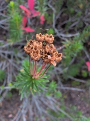 Phyllodoce empetriformis