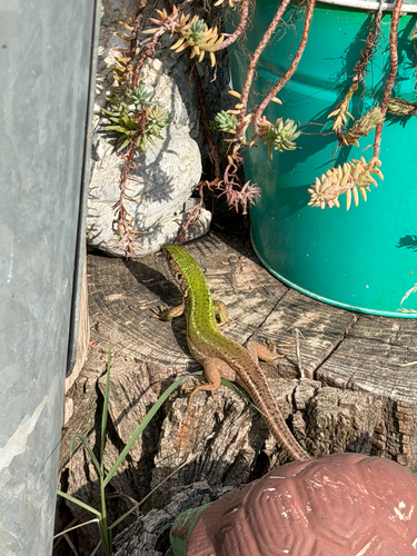 Green Lizard