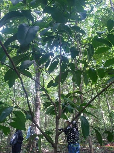 Suregada multiflora, photograph 2