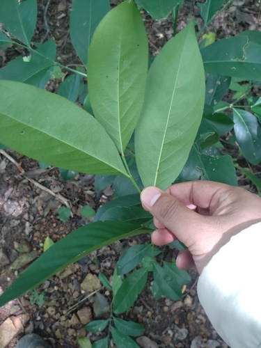 Suregada multiflora, photograph 3