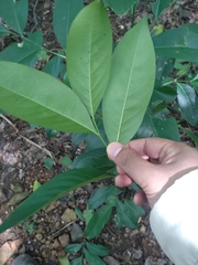 (c) Utain Pummarin, some rights reserved (CC BY) Suregada multiflora, photograph (c) Utain Pummarin, some rights reserved (CC BY)