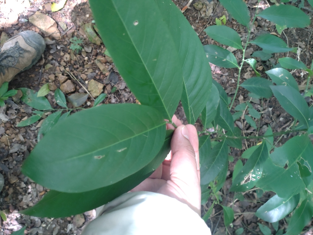 Suregada multiflora; photograph (c) Utain Pummarin, some rights reserved (CC BY)