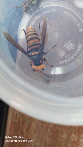 Asian Giant Hornet
